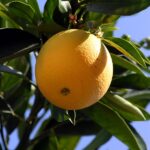 Navel Orange Varieties