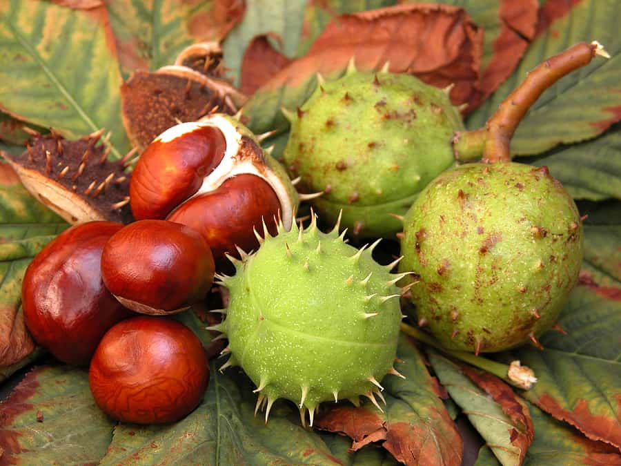Discussion on this topic: Easy Plum Tart, easy-plum-tart/ Discussion on this topic: Easy Plum Tart, easy-plum-tart/