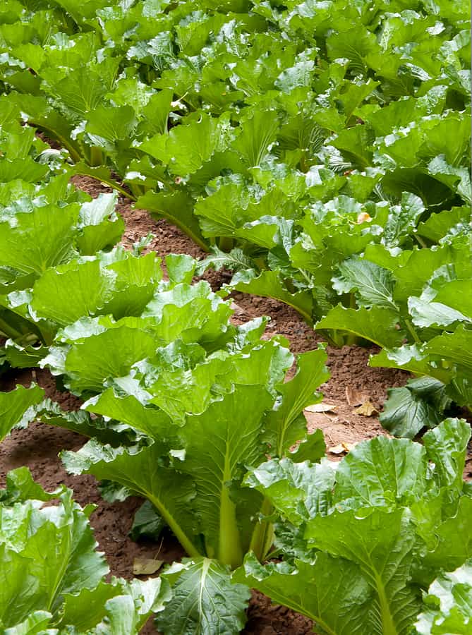 How to Plant Chinese Cabbage forecast How to Plant Chinese Cabbage forecast