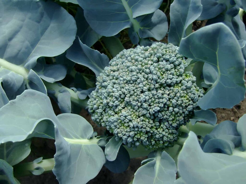 Broccoli Flower
