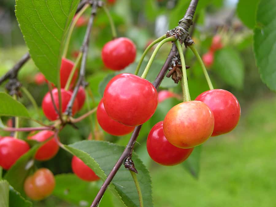 sour cherry varieties harvest to table sour cherry varieties harvest to table