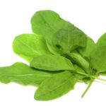 Sorrel: Kitchen Basics