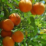 How to Pick a Ripe Orange