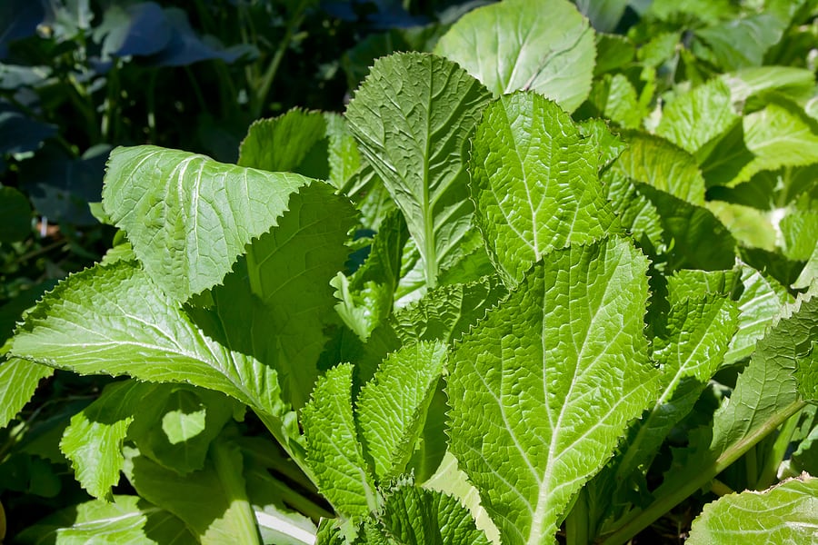 Mustard Greens Kitchen Basics Harvest to Table