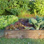 Planning Your Kitchen Garden