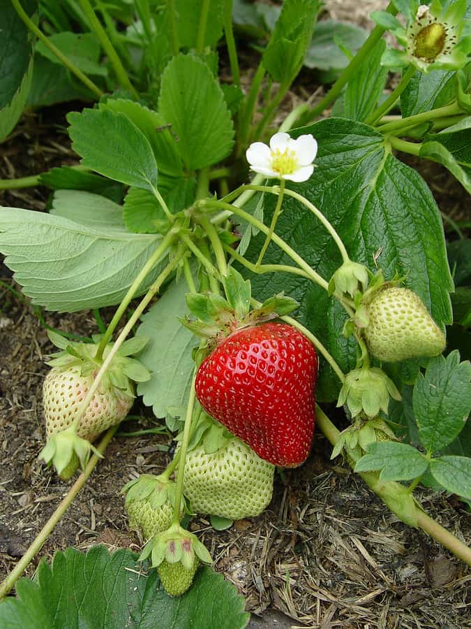 strawberry plant harvest to table strawberry plant harvest to table
