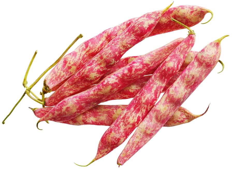 Image result for bortoli beans