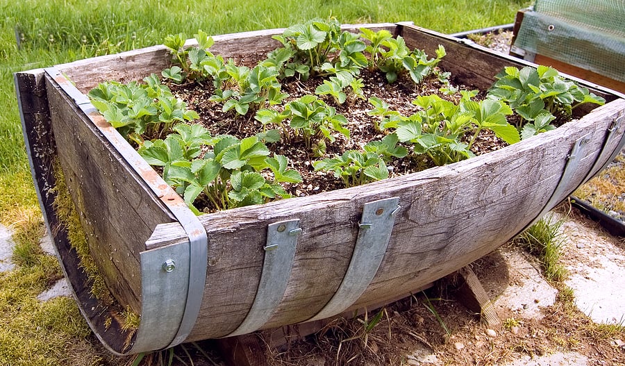 Best Herbs for Container Growing - Harvest to Table