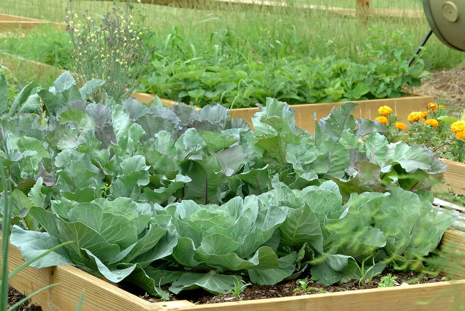 Growing Cauliflower In Raised Beds Growing Cauliflower In Raised Beds