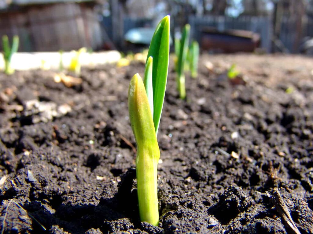 how to grow onions harvest to table how to grow onions harvest to table