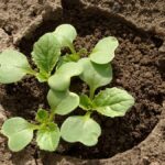 How to Grow Chinese Cabbage