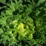 How to Grow Kale