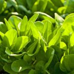How to Grow Spinach