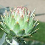 How to Grow Cardoon
