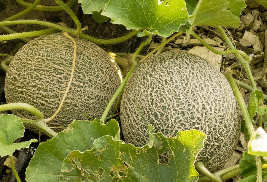 How to Grow Muskmelon or Cantaloupe Harvest to Table