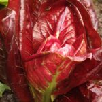 How to Grow Chicory, Belgian Endive, and Radicchio