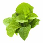 How to Grow New Zealand Spinach