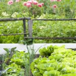Interplanting Vegetables: Root Depth, Plant Height