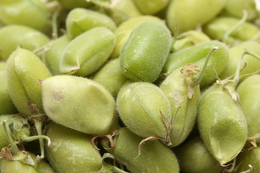 how to grow chickpeas garbanzo beans harvest to table how do garbanzo beans grow
