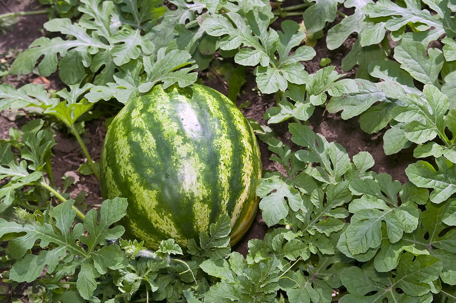 Do watermelons grow on trees?