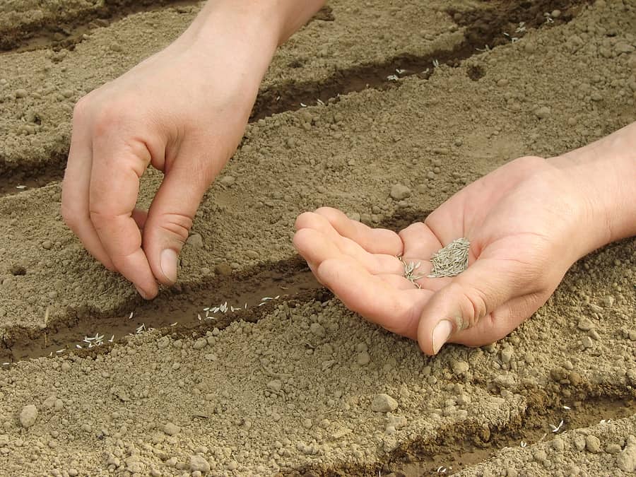 spring outdoor seed sowing schedule harvest to table spring outdoor seed sowing schedule harvest to table