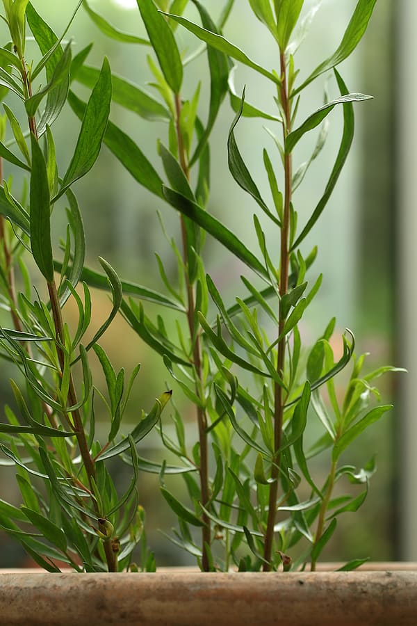 How to Grow French Tarragon Harvest to Table