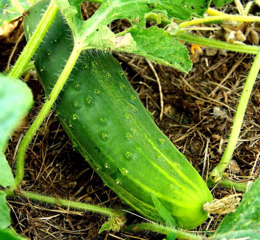 Cucumber in garden
