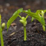 Bean Growing Problems: Troubleshooting