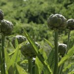 Artichoke Growing Problems: Troubleshooting