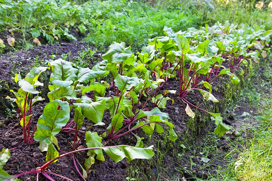 Beets and Chard Growing Problems Troubleshooting Harvest to Table