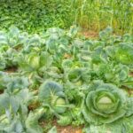 Cabbage Growing Problems: Troubleshooting