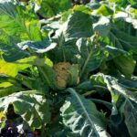 Cauliflower Growing Problems: Troubleshooting