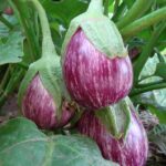 Eggplant Growing Problems: Troubleshooting