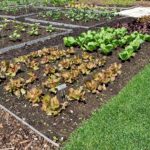 Succession Planting
