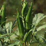 Okra Growing Problems: Troubleshooting