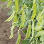 Pea Growing Problems: Troubleshooting