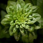Spinach Growing Problems: Troubleshooting