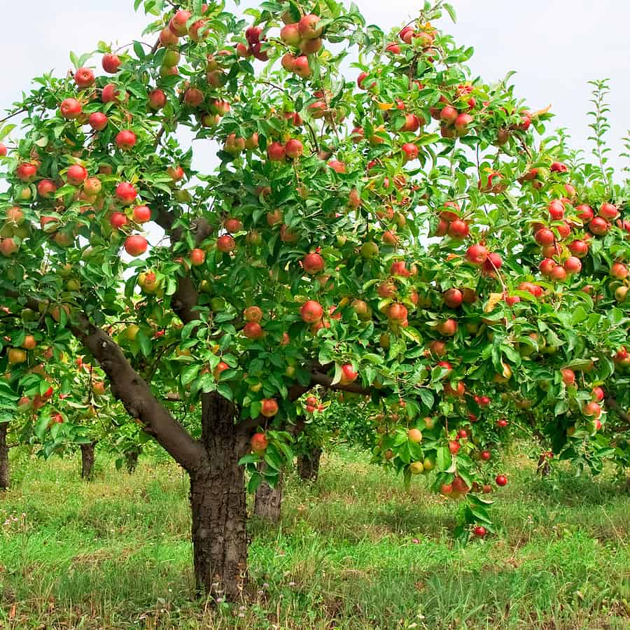 Apple Pictures Tree 