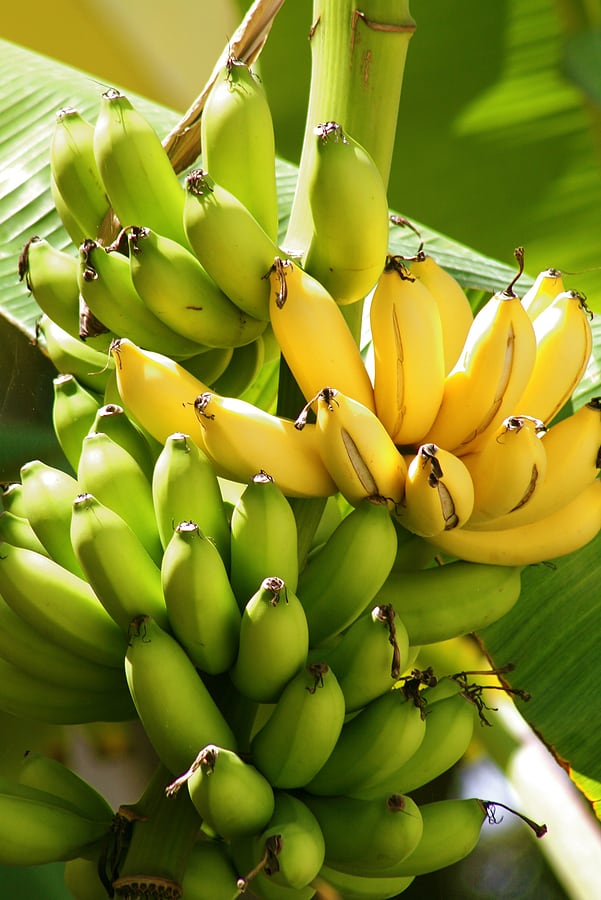 Bananas on tree1
