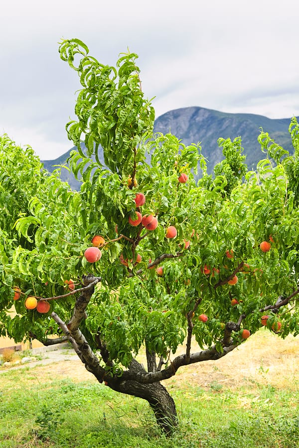 Peach-tree1.jpg