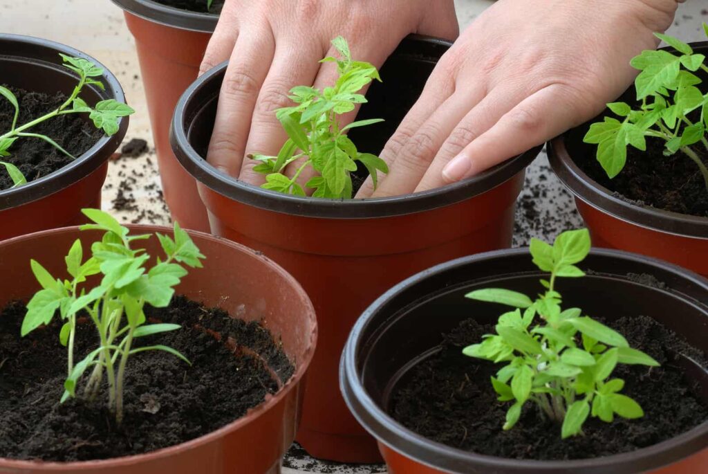 Tomato Potting Up