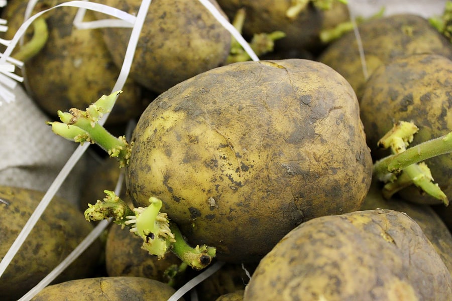 potato seed harvest to table potato seed harvest to table