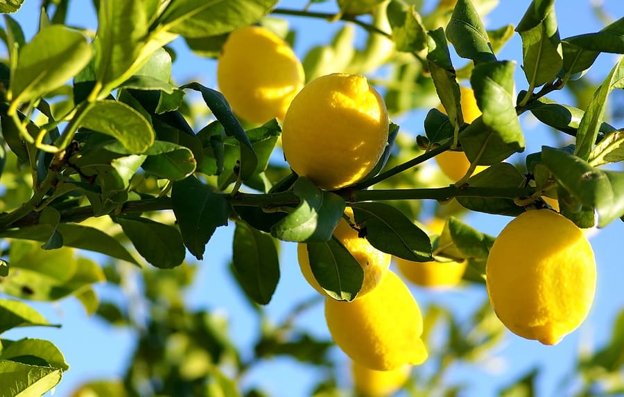Pictures Of Lemon Trees 42