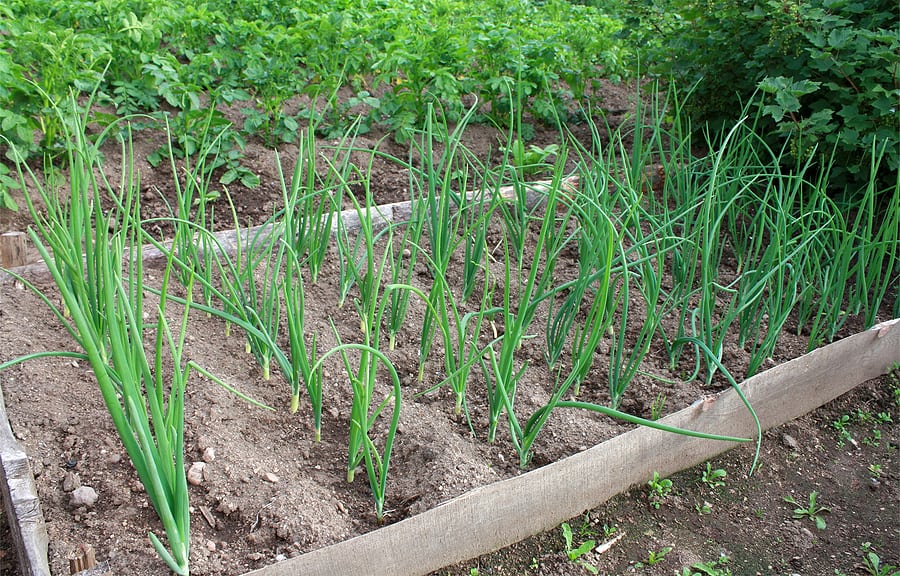 Best Soil For Tomatoes In Raised Beds Best Soil For Tomatoes In Raised Beds