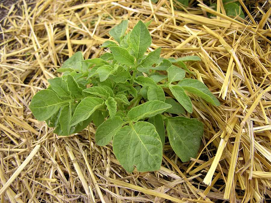 Grow Potatoes in Trenches, Mulch, or Containers Harvest to Table