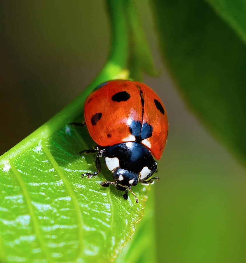 Asian Ladybeetles 92