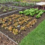 Vegetable Garden Quality, Yield, Savings Comparisons