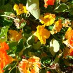 June Vegetable Garden