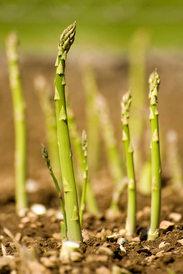 planting asparagus planting asparagus