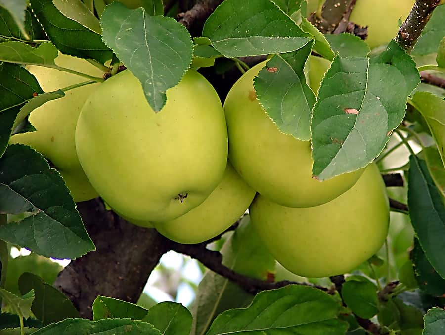 pics of girls fucked with bottles granny smith apple tree mature size